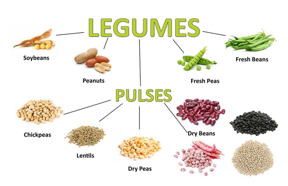 Types of Beans Wallace Spring Farms, Armstrong, BC, Bean Grower